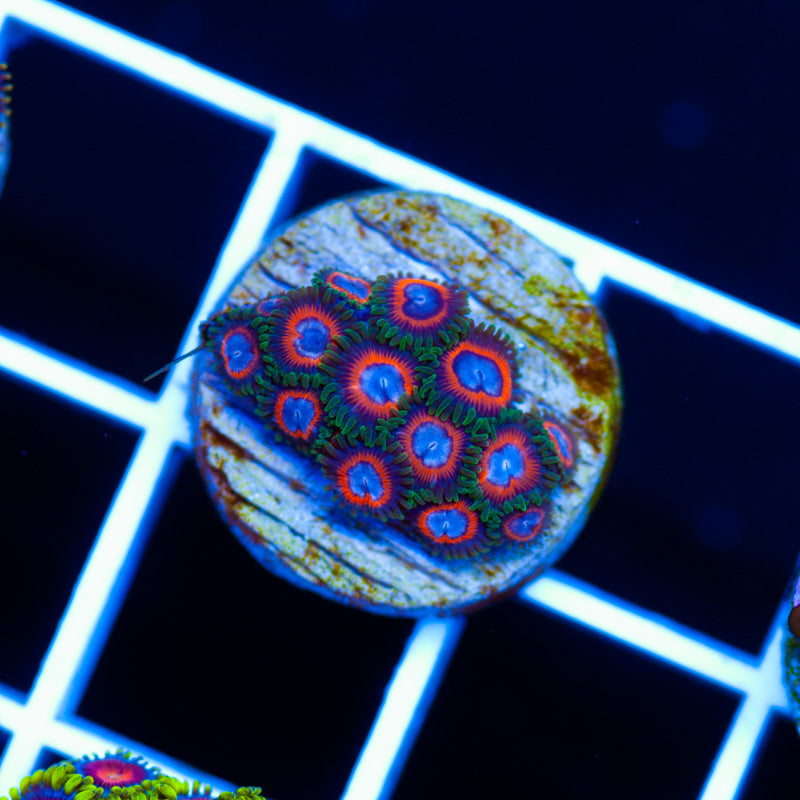 JF Fairy Tales Zoanthids