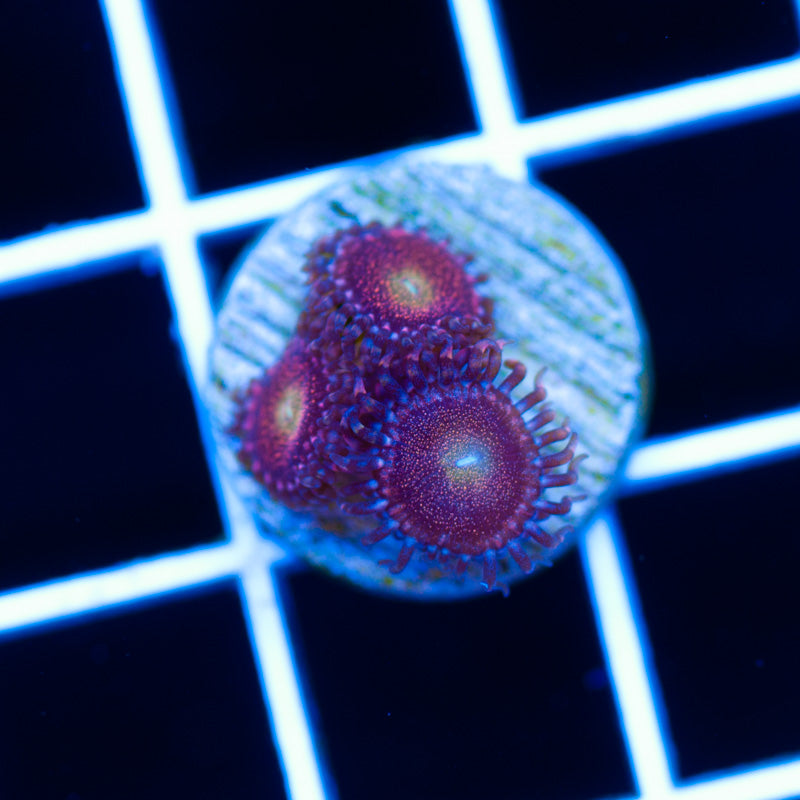 OG Mohawks Zoanthids