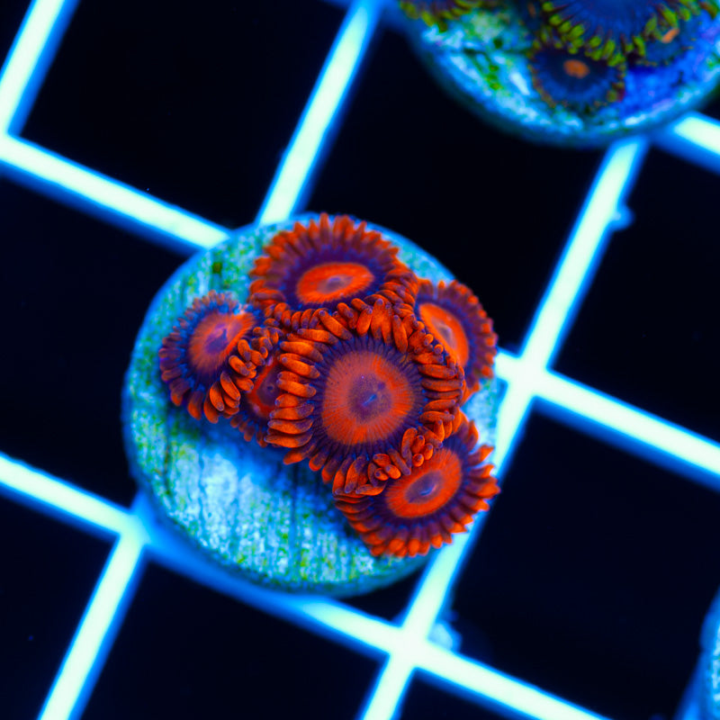 Orange Hornet Zoanthids