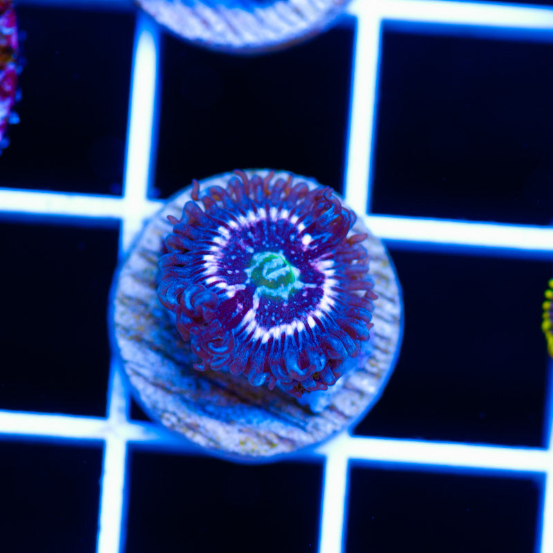 CC Pink Constellation Zoanthid