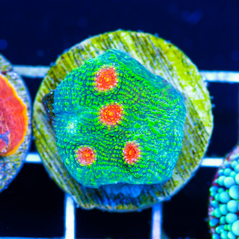 Bubblegum Monster Chalice #2