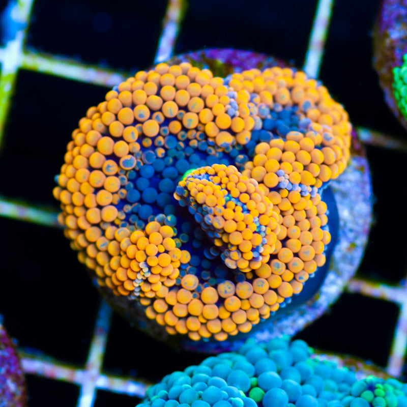 Florida Ricordea #15