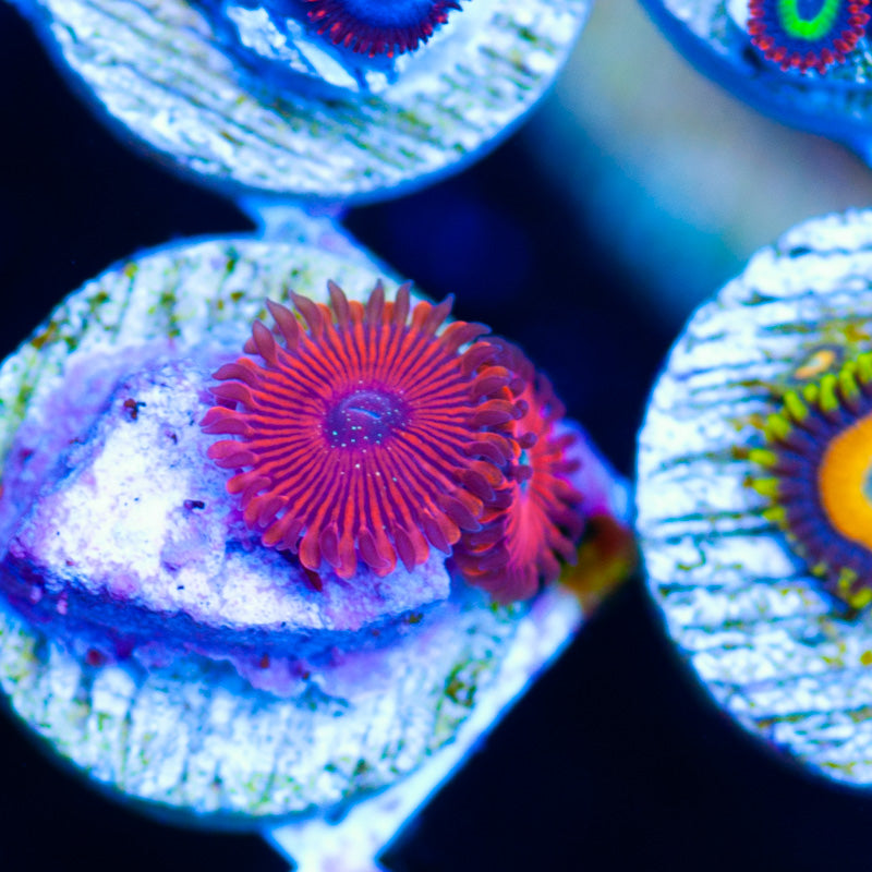 Cherries Chilis Zoanthids