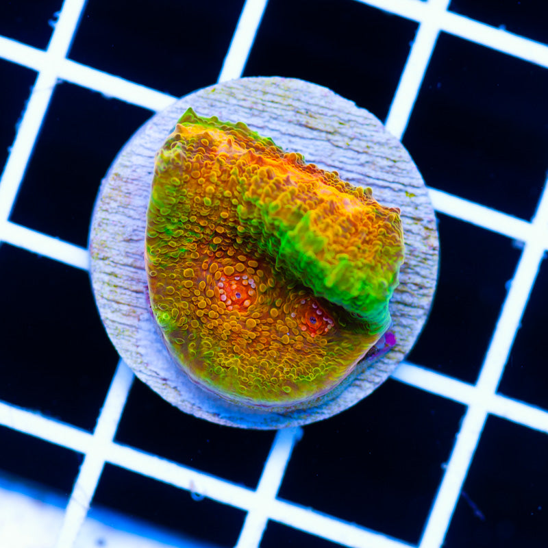 CC Morphin Mummy Eye Chalice