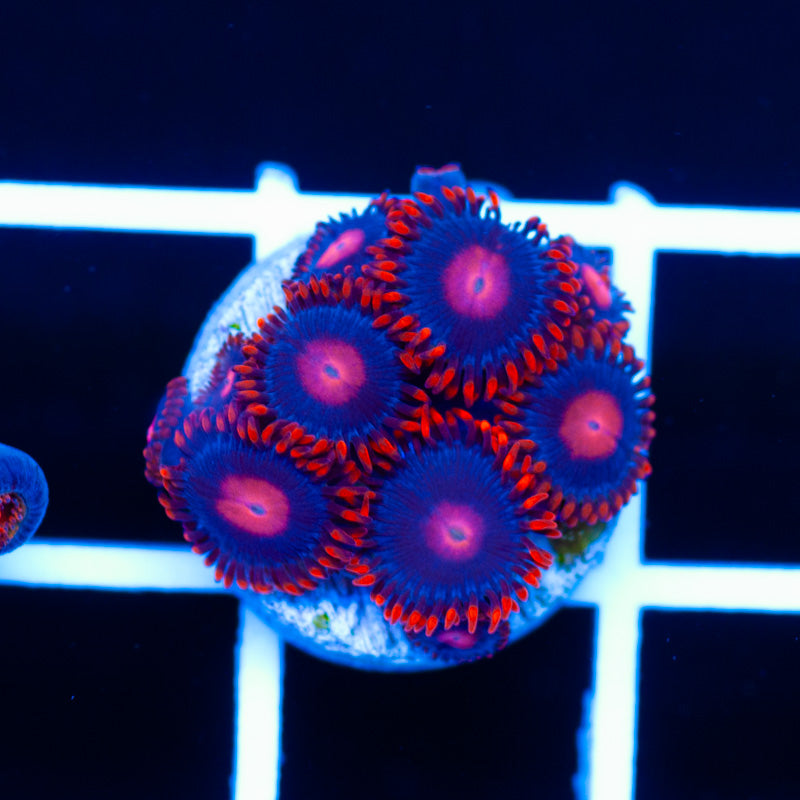 Clementine Zoanthids