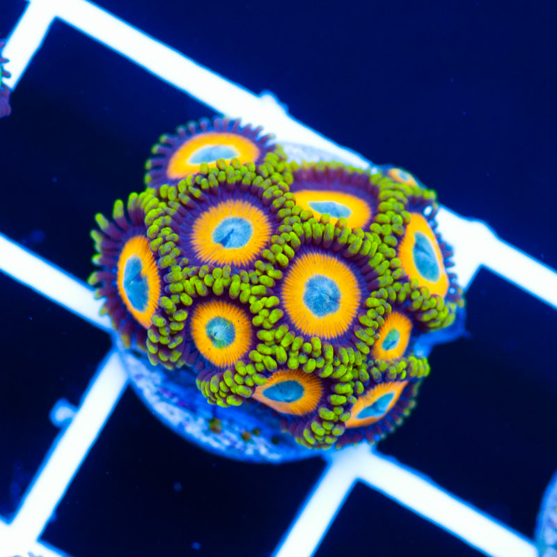 Scrambled Egg Zoanthids