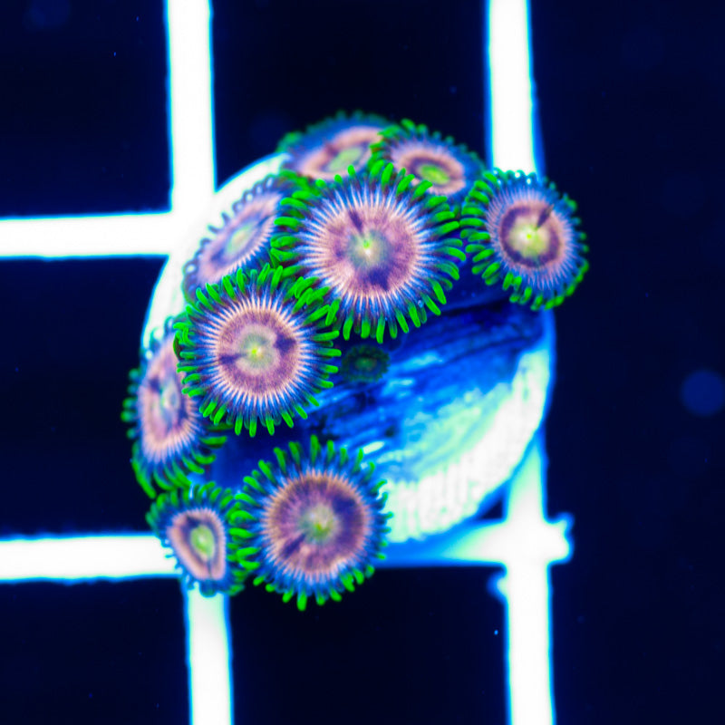 CC Raspberry Lime Zoanthids