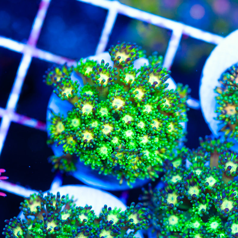 TCK Grand Master Goniopora