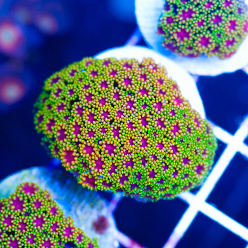 Gonzos XXX Goniopora/Bernardapora