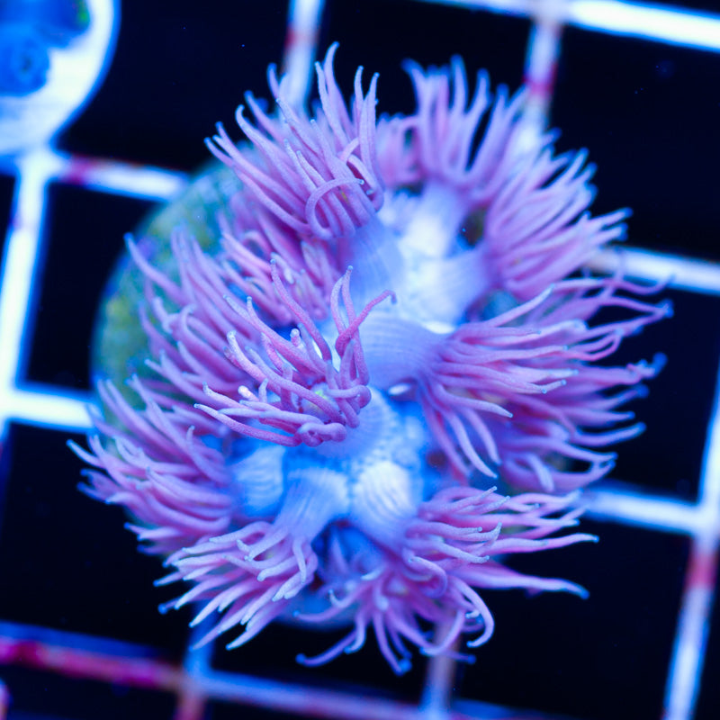 Auction Aussie Goniopora