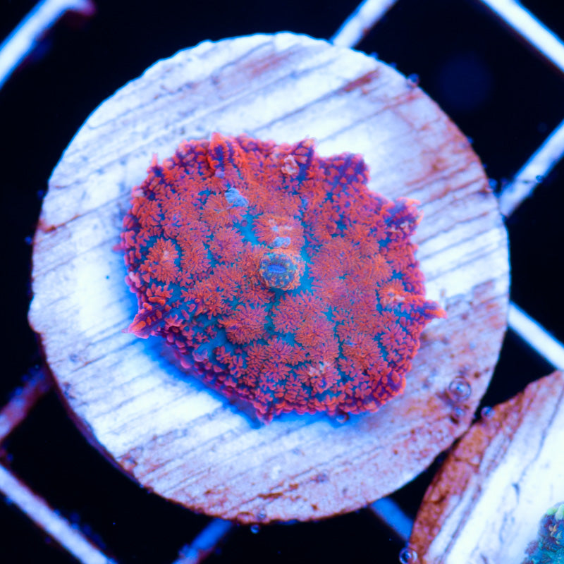 Auction Superman Rhodactis