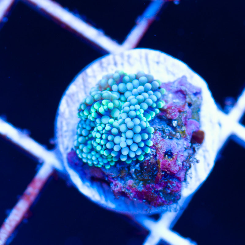 Auction Lil Florida Ricordea