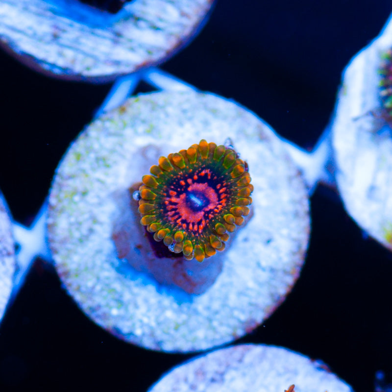 Auction Grand Master Krak