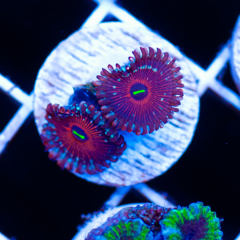 Auction Salted Agave