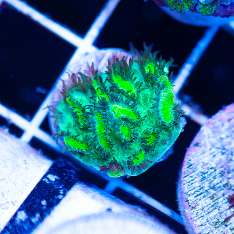 Auction JF Limelight Plating Hydnophora