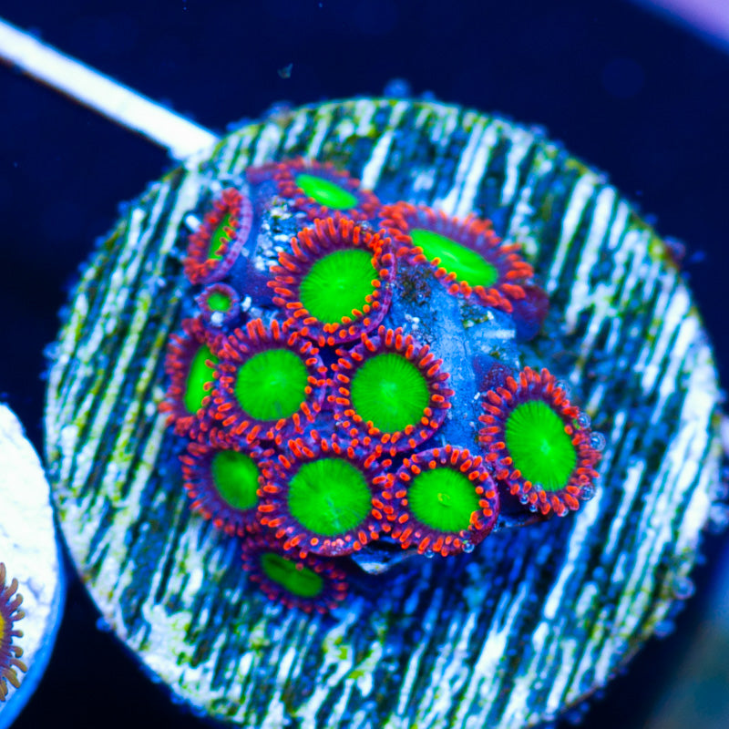 Auction Goblins Fire