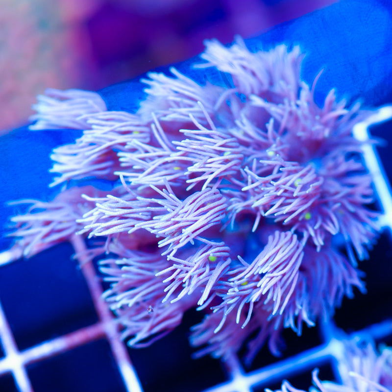 Auction Aussie Goniopora #1