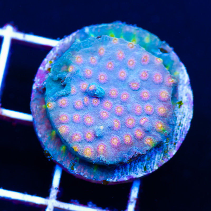 Auction CC Stardew Cyphastrea