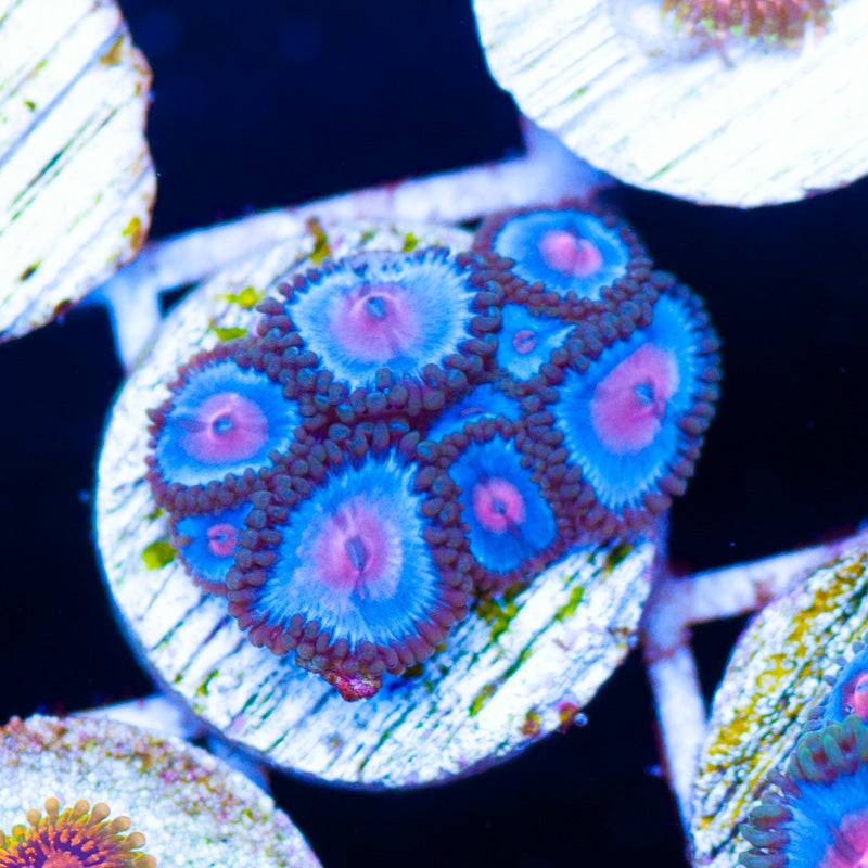 Blue Kiss Zoanthids