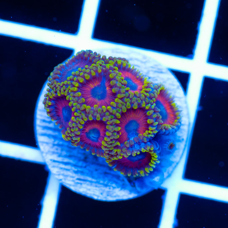 Dragon Eye Zoanthids