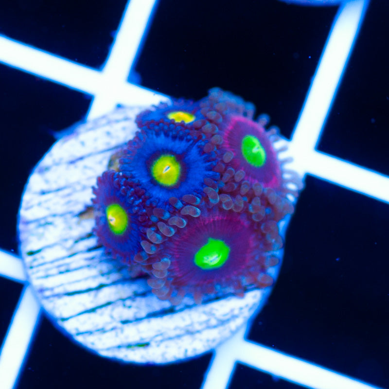 Bubbleicious and AOI Combo