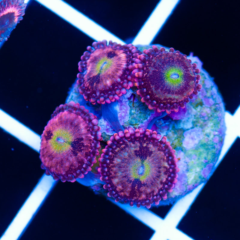 Pixie Dust Zoanthids