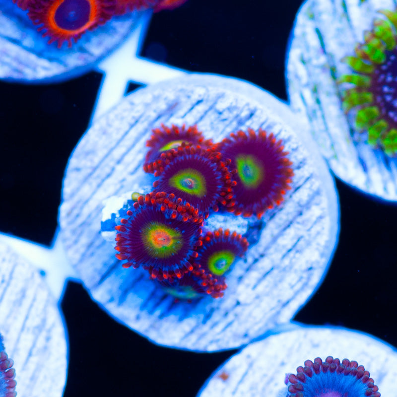 Circus Zoanthids