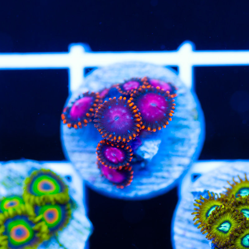 KH Sunburst Zoanthids
