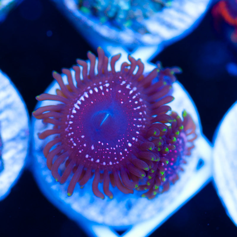 WWC Taser Zoanthids