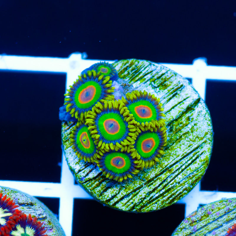 Rasta Zoanthids