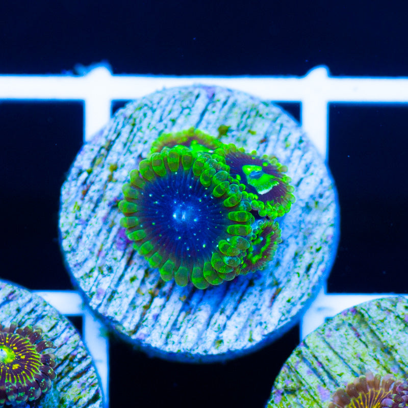 Exosphere Zoanthids