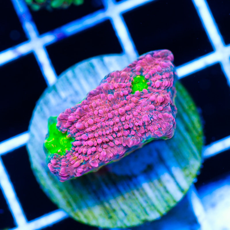 Auction Pink Watermelon Chalice