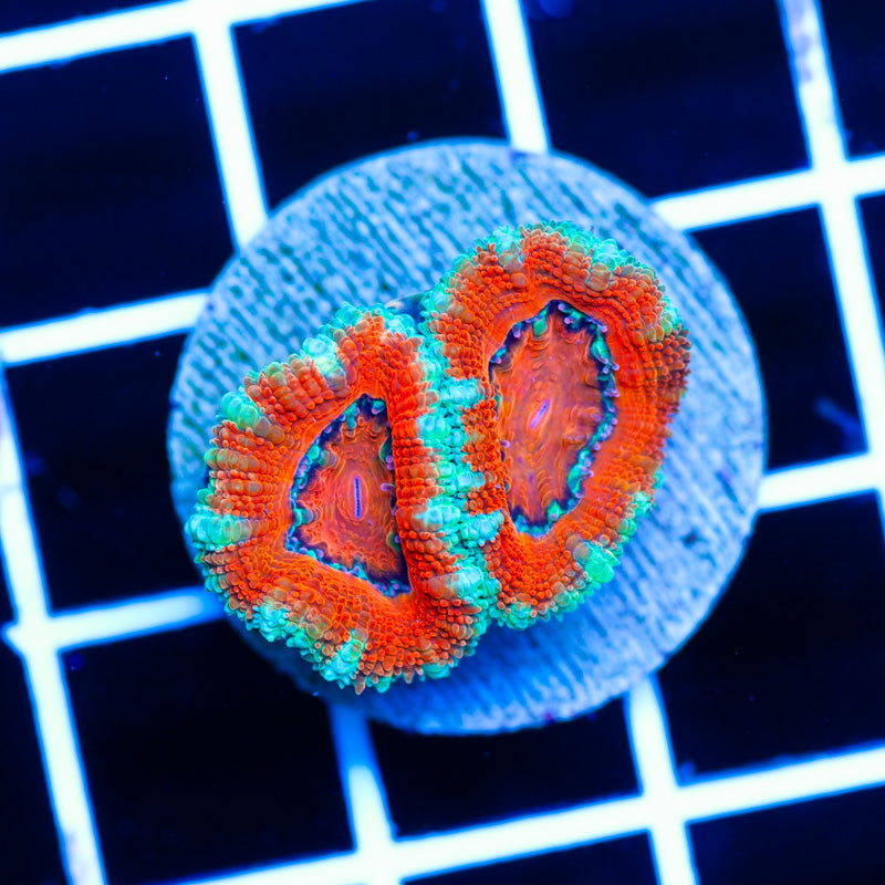 Awesome Aussie Acan