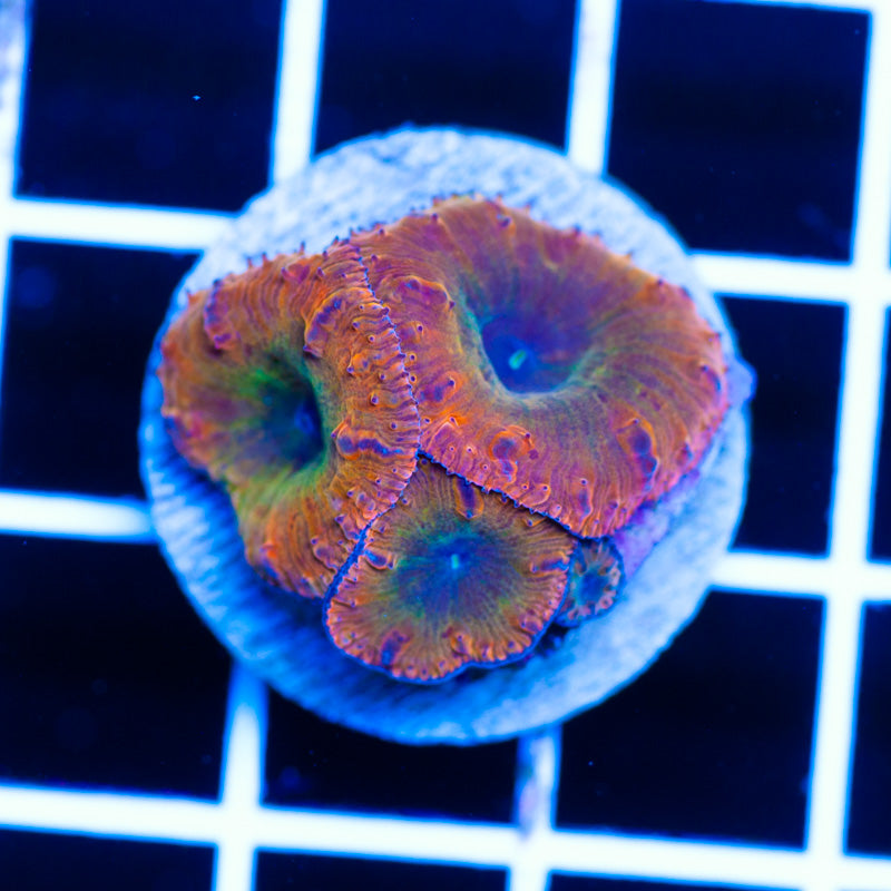 Orange Rainbow Blastomussa