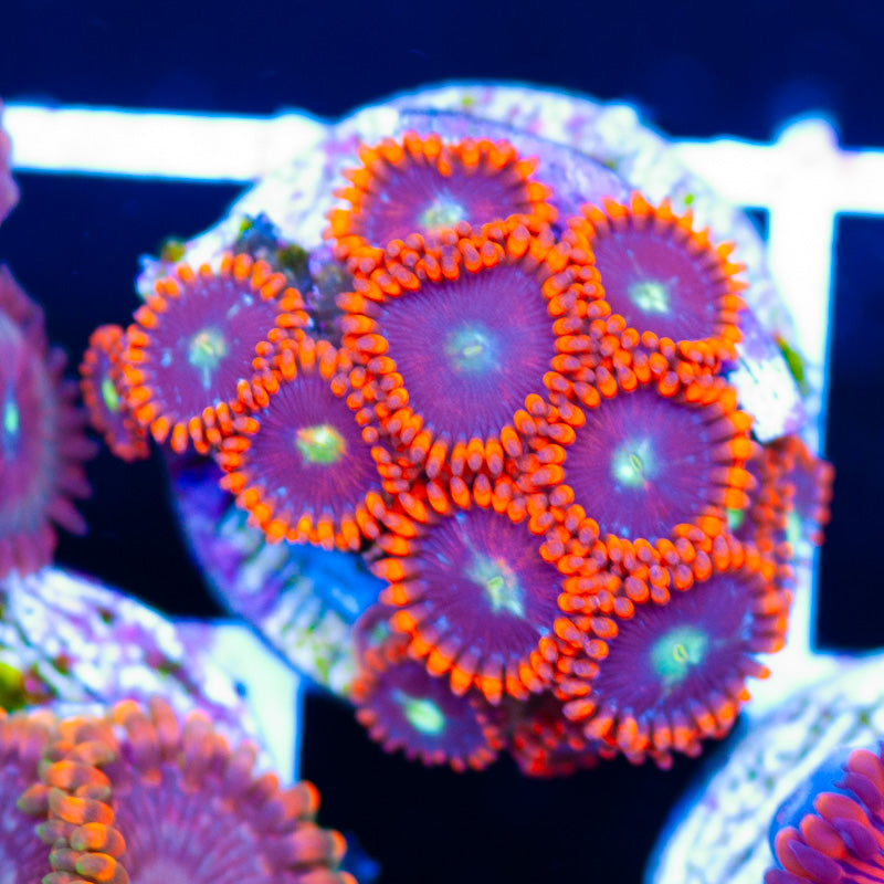Punk Rock Girl Zoanthids