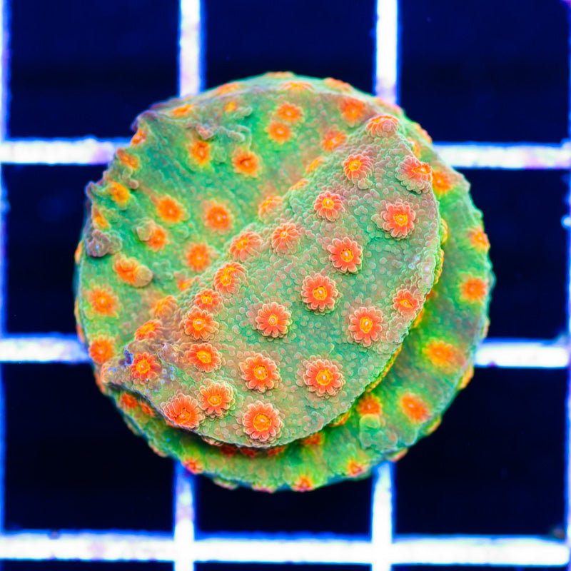 CC Solar Flare Cyphastrea