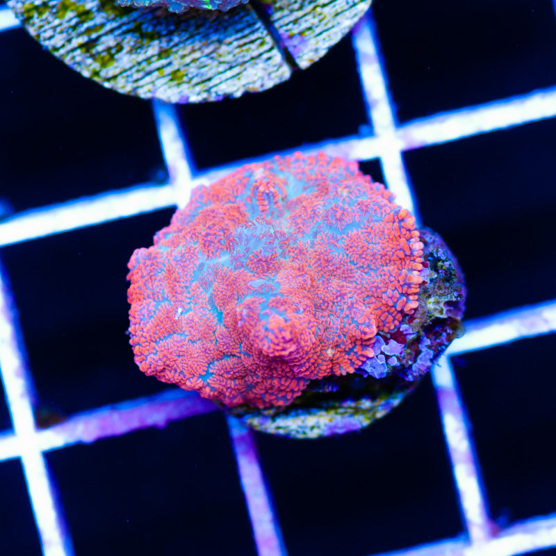 Little Superman Mushroom