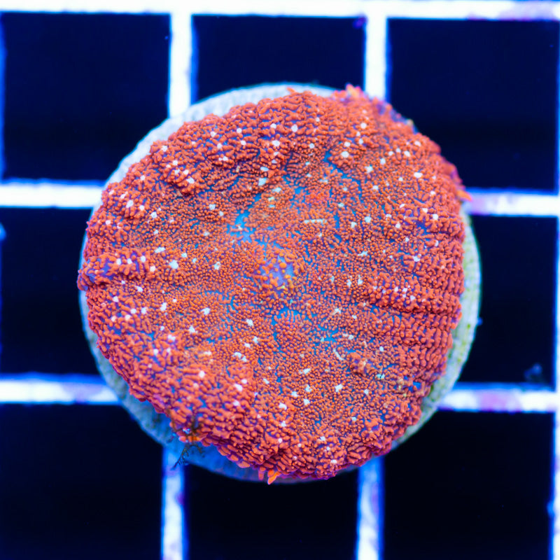 Forest Fire Mushroom