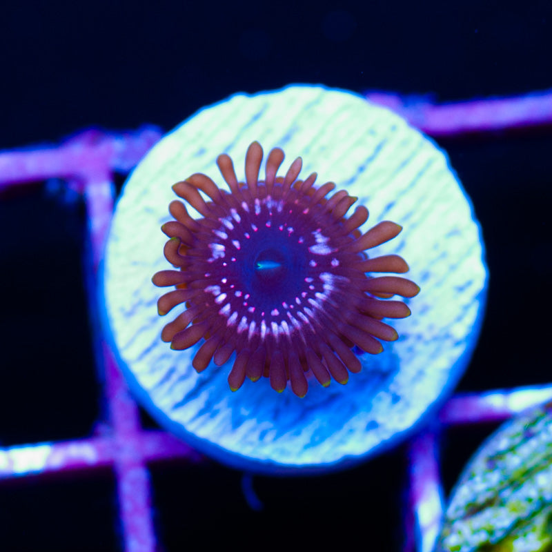 Taser Zoanthid