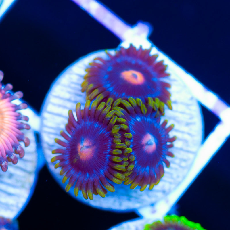 JF Big Bang Zoanthids