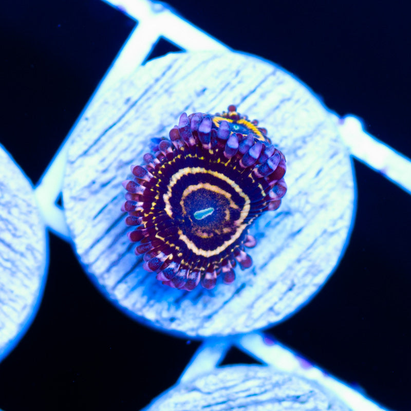 RR Stratosphere Zoanthids #2