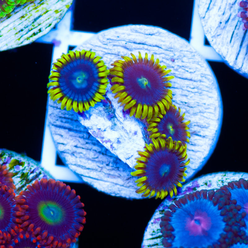 CC Bahama Blue Zoanthids
