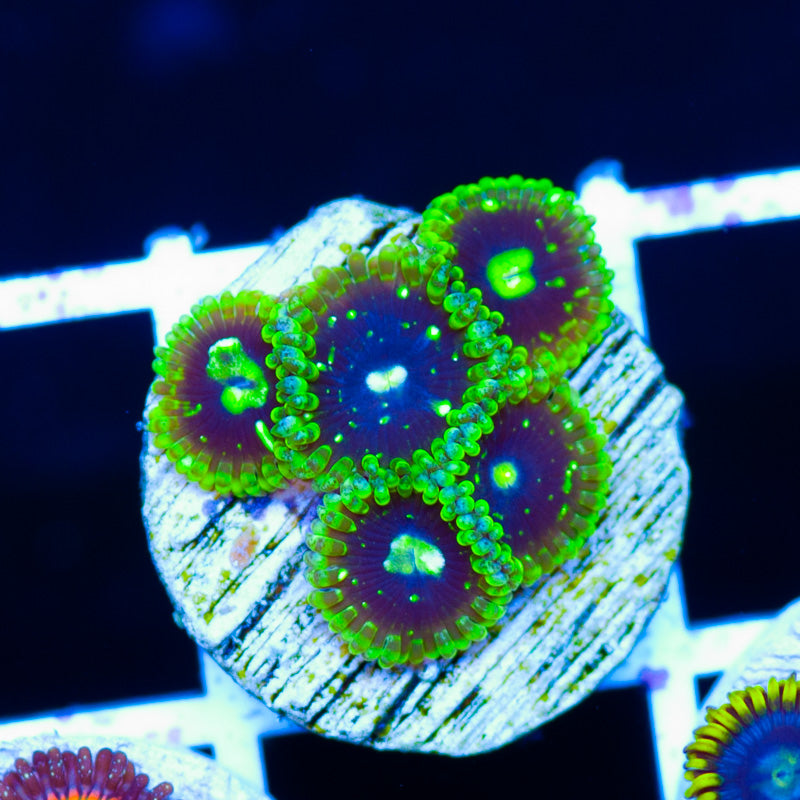 Exosphere Zoanthids