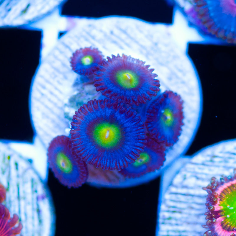 AOI Zoanthids