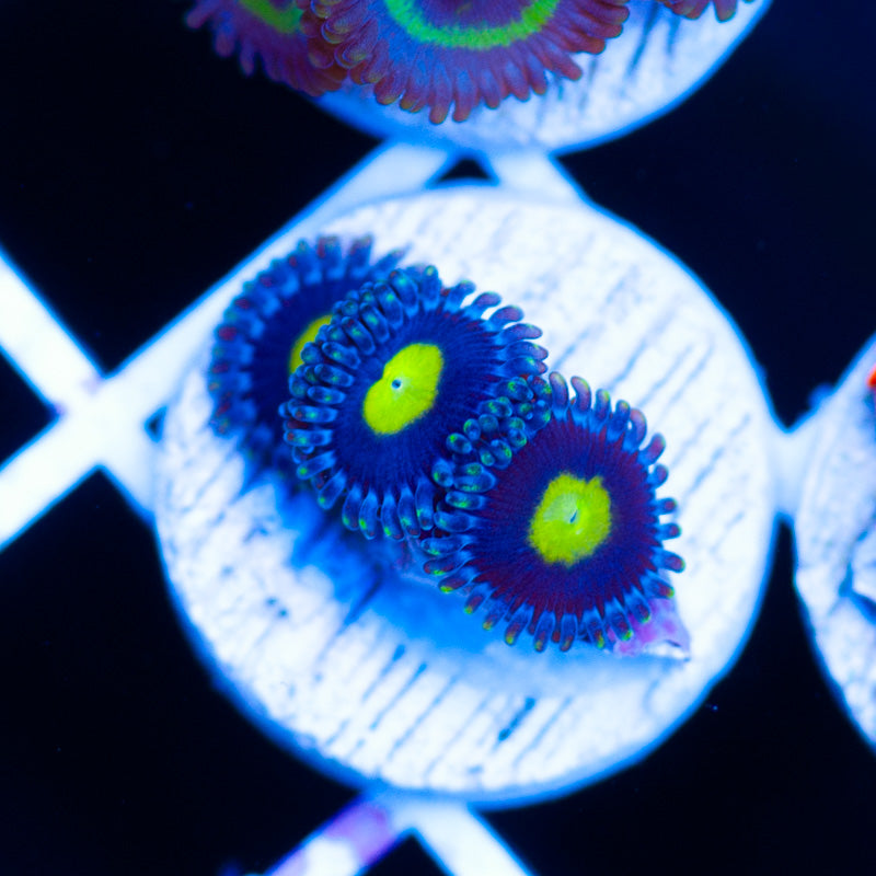 CC Ultimate AOI Zoanthids