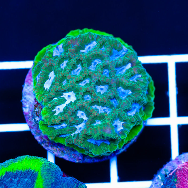 CC Midori Melon Favia
