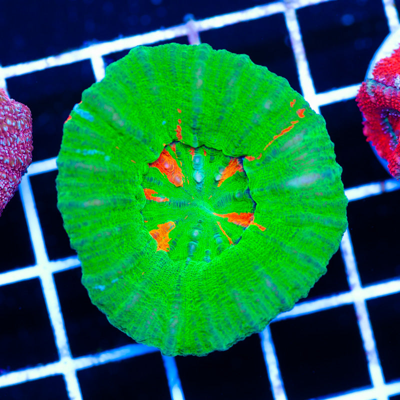 Bleeding Apple Scolymia #2