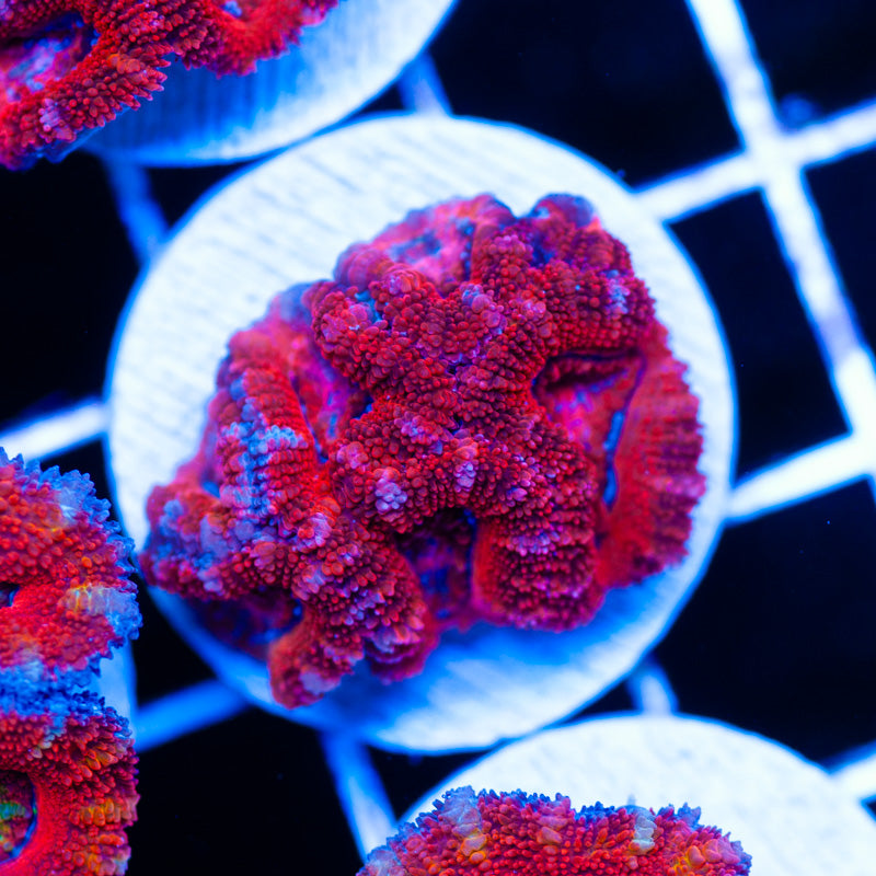 Awesome Aussie Acan #5