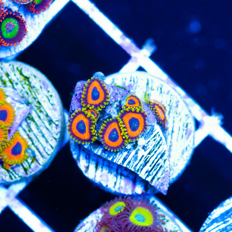 OG Jungle Juice Zoanthids