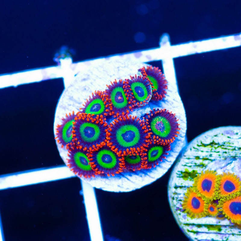 OG Emeralds on Fire Zoanthids